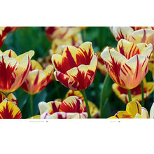 Load image into Gallery viewer, Tulips: Beautiful Varieties For Home and Garden