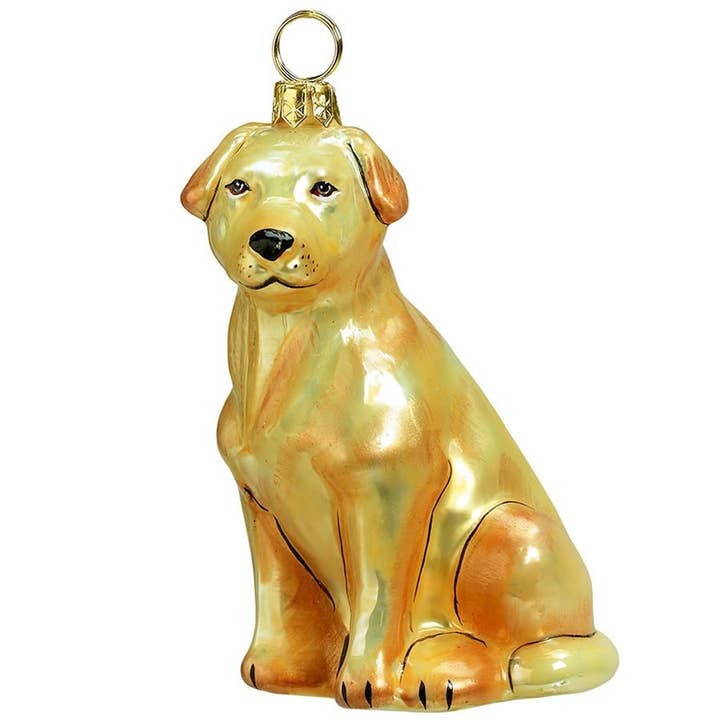 Labrador Retriever, Yellow