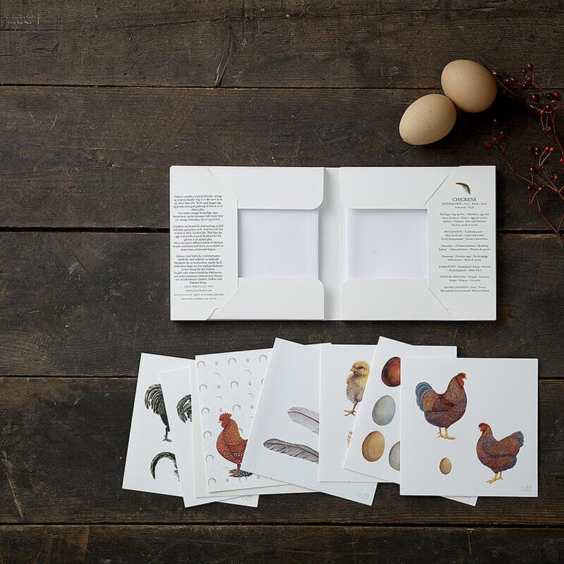 Square Card Folder- Chickens 8 Cards w/ Envelopes