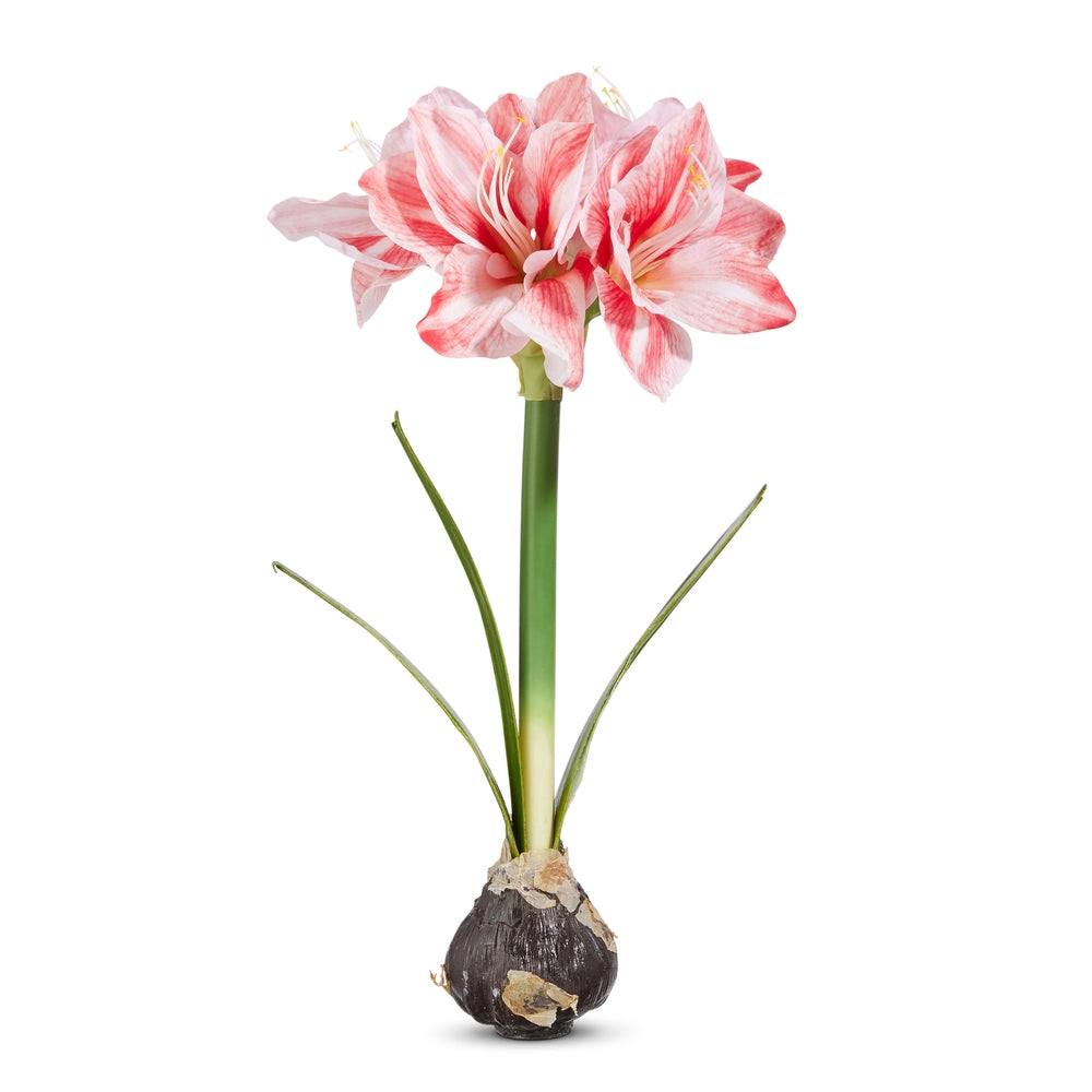 19" Real Touch Amaryllis Bulb