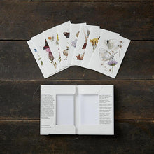 Load image into Gallery viewer, Card Folder- SCHMETTERLINGE Butterflies 8 cards w/ Envelopes (german)