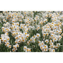 Load image into Gallery viewer, Daffodils: Beautiful Varieties For Home and Garden