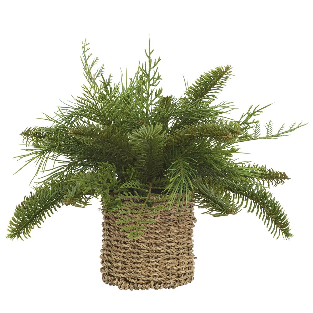 13" Soft Pine/Juniper in Basket