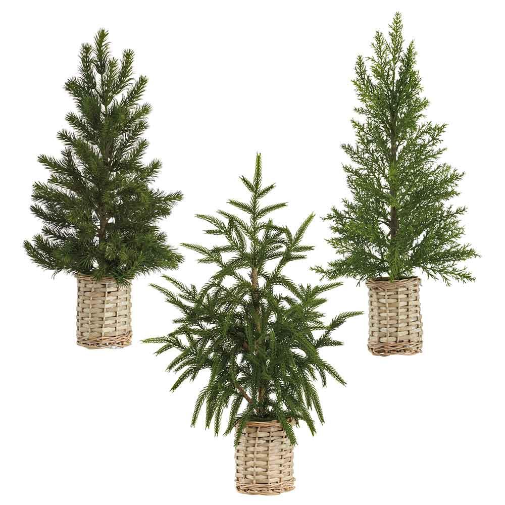 21" Pine/Cedar/Cypress Tree in Basket