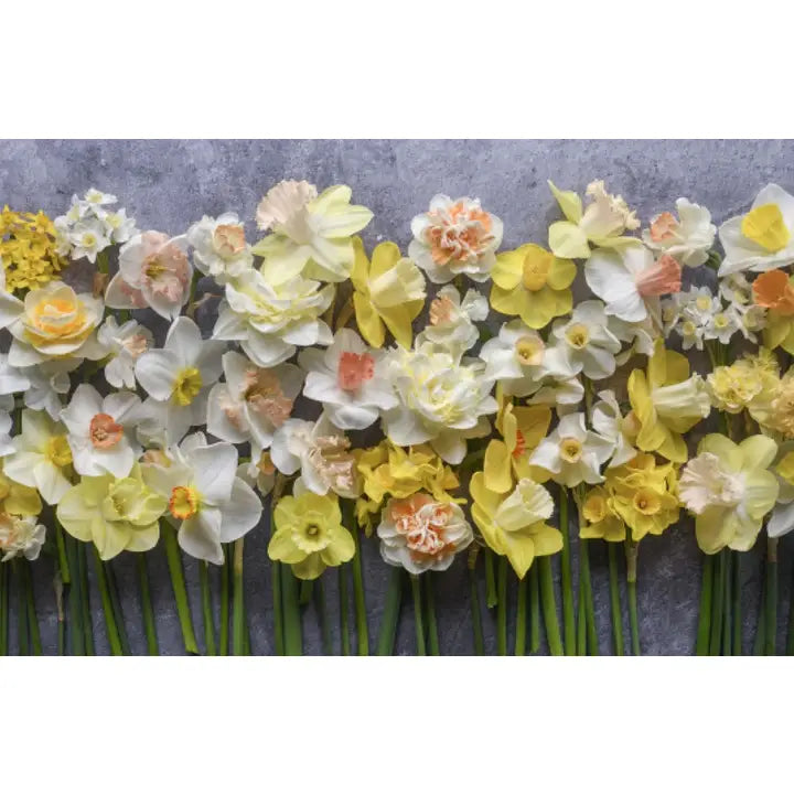 Daffodils: Beautiful Varieties For Home and Garden