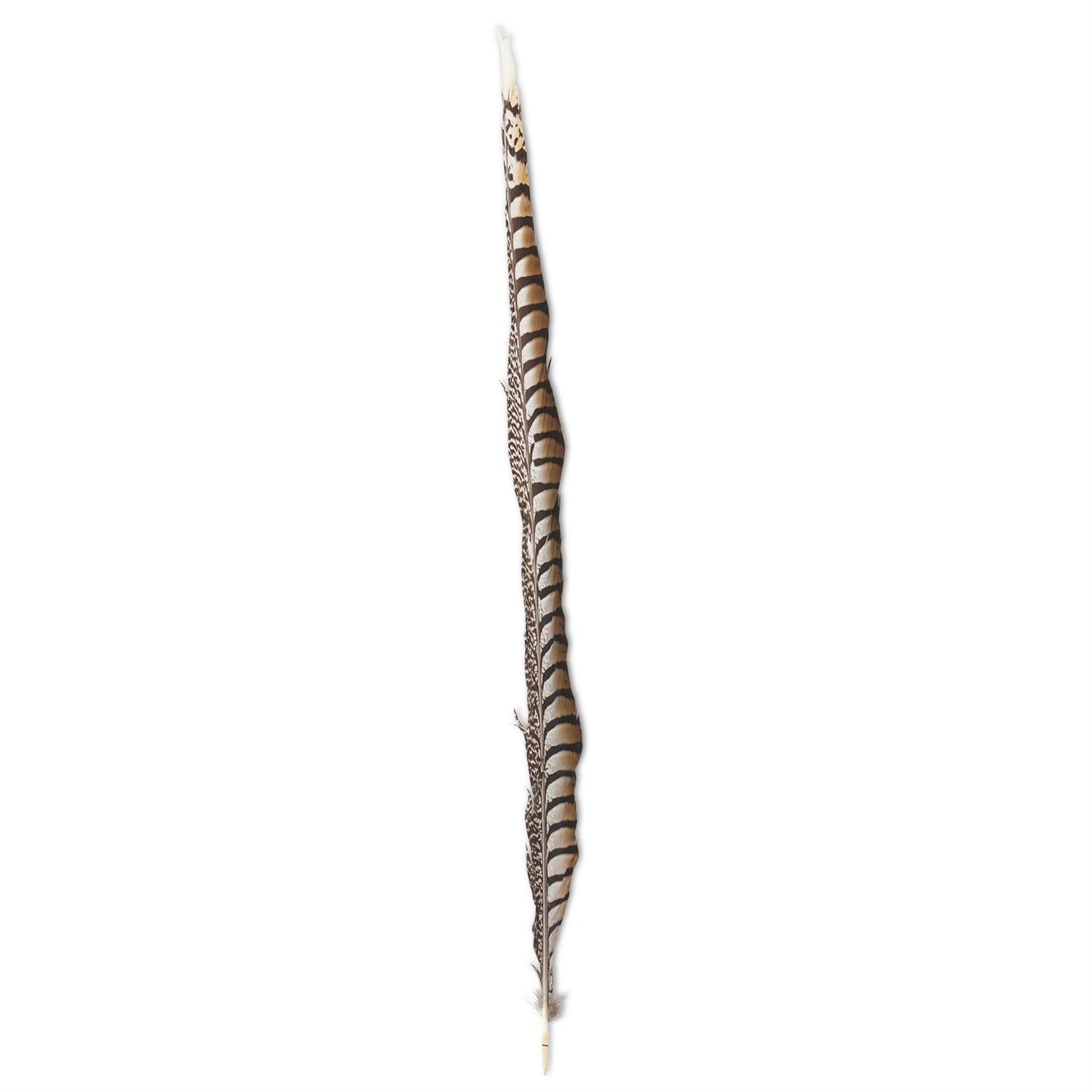 25-30 Inch Lady Amethyst Pheasant Feather