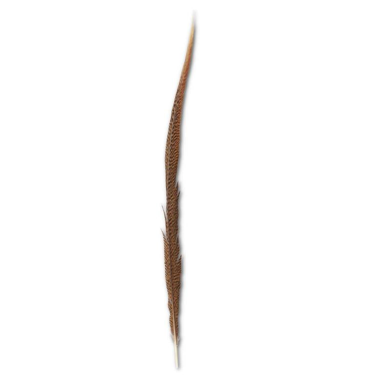 26-28 Inch Golden Tail Feather