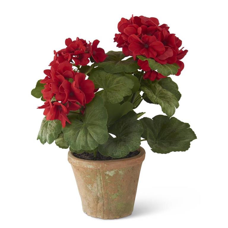 14" Geranium in Clay Pot