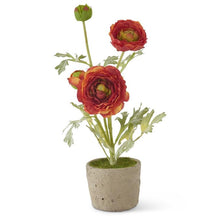Load image into Gallery viewer, 14.75&quot; Ranunculus in Clay Pot
