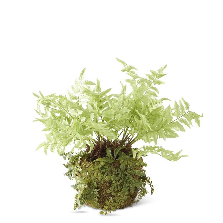 24" Fern in Moss Pot