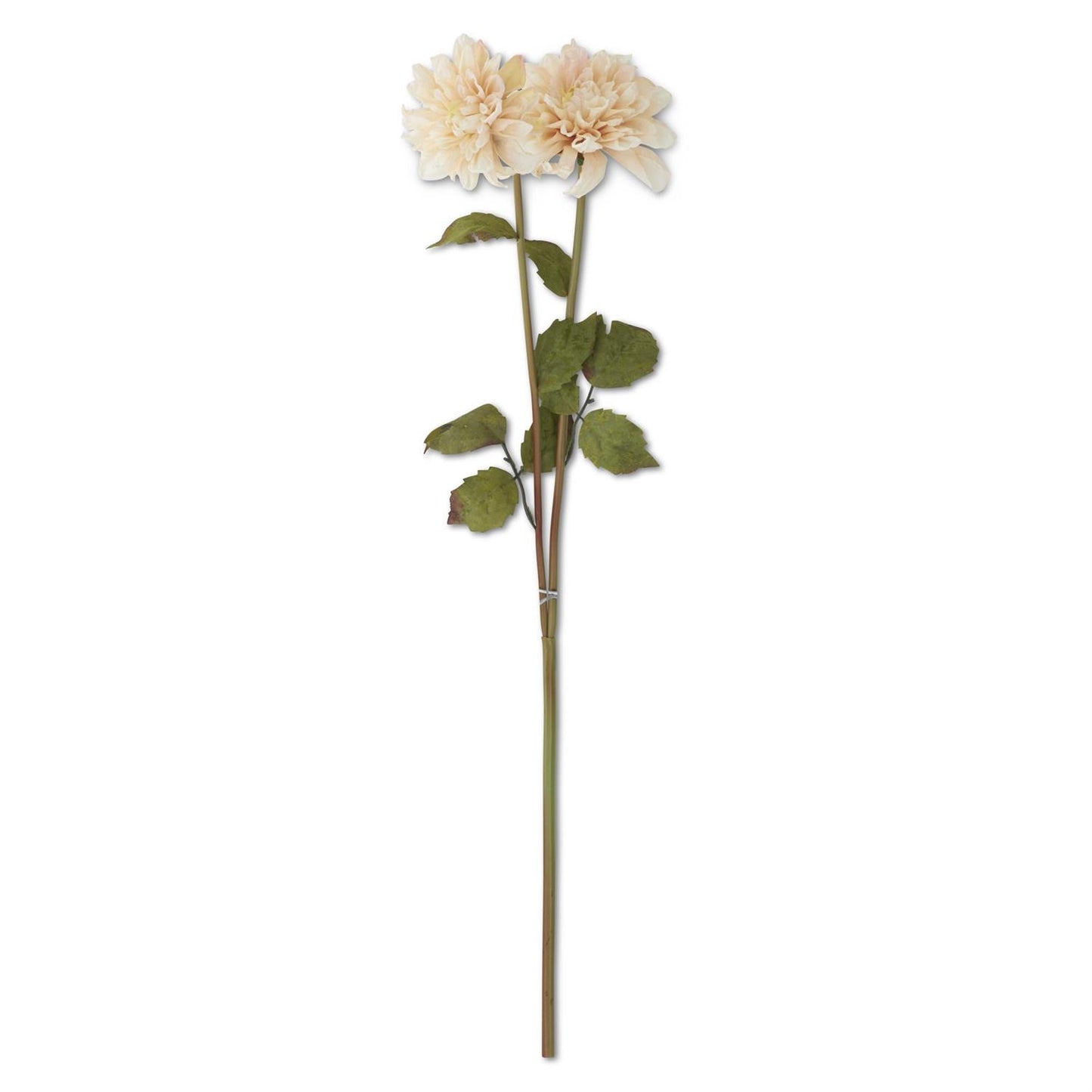24 Inch Cream Dahlia Double Blossom Stem