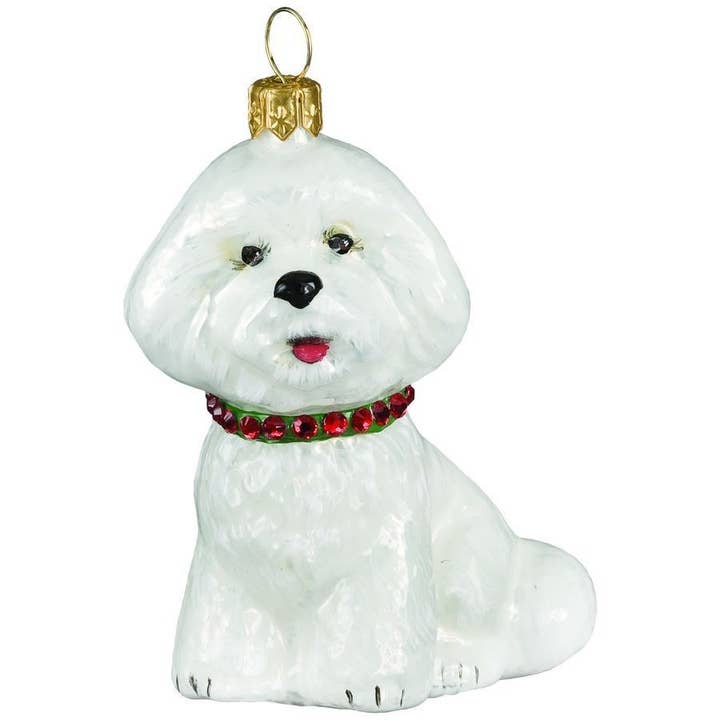Bichon Frise w- Red & Green Collar