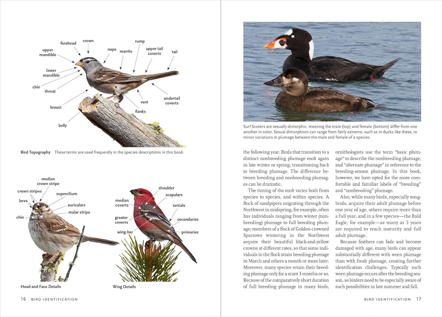 Birds of the Pacific NW