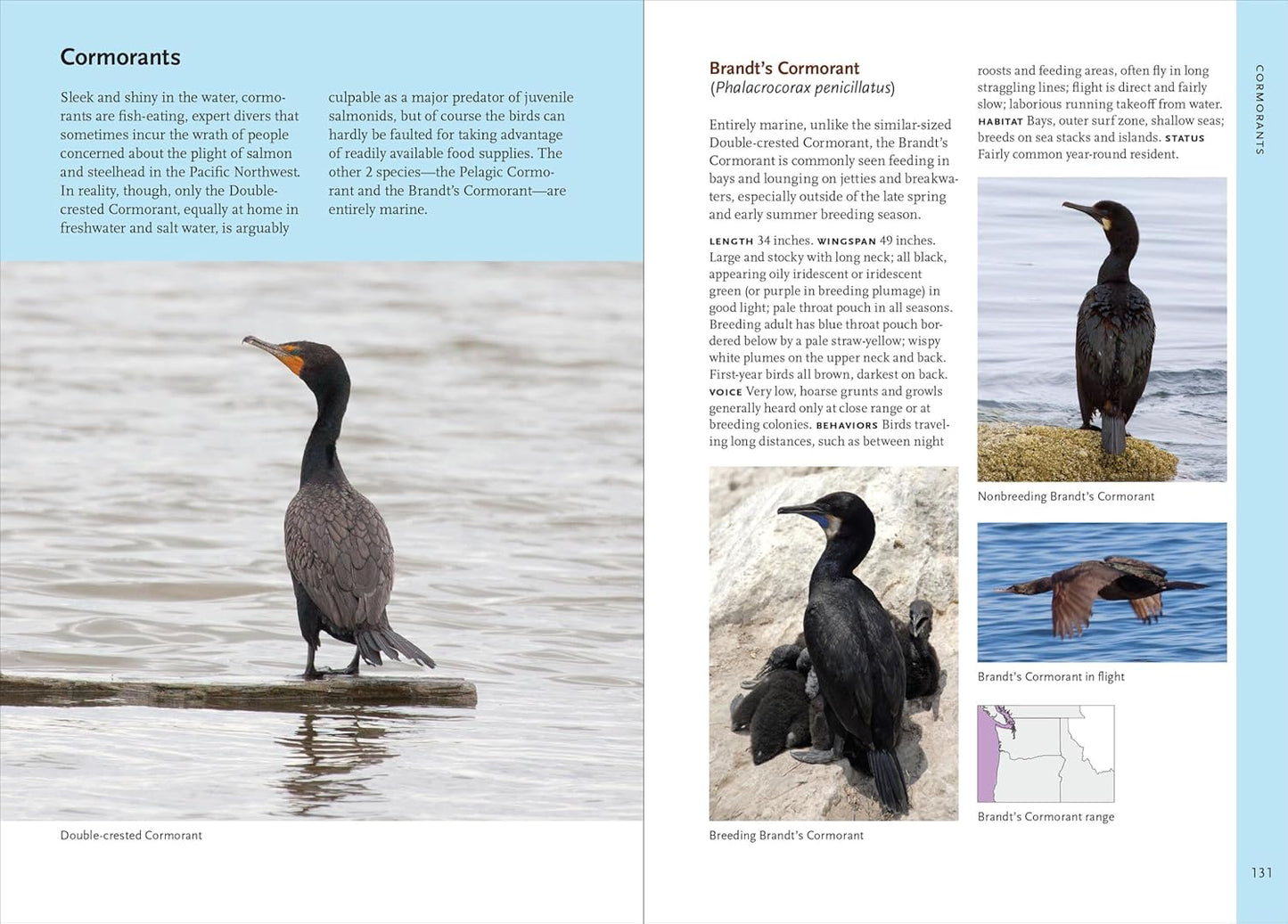 Birds of the Pacific NW