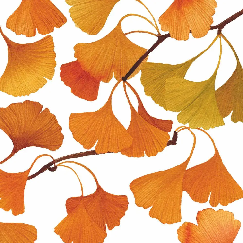 Bev- Gingko