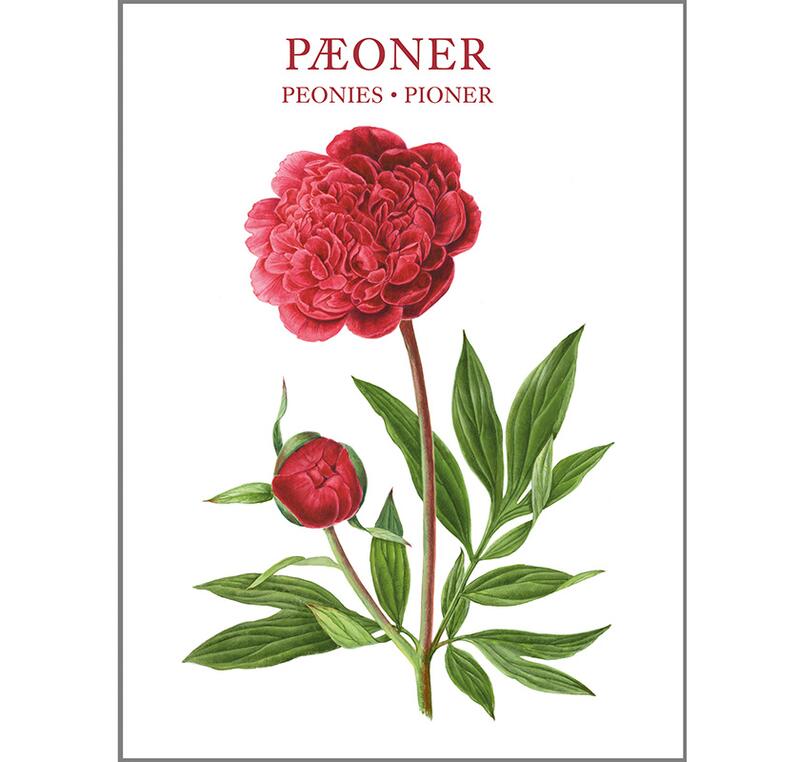 Square Card Folder- Peonies Design w/ 8 Cards