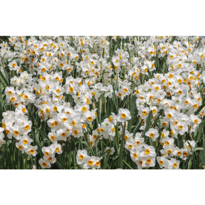 Daffodils: Beautiful Varieties For Home and Garden