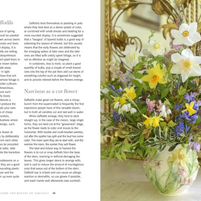 Daffodils: Beautiful Varieties For Home and Garden