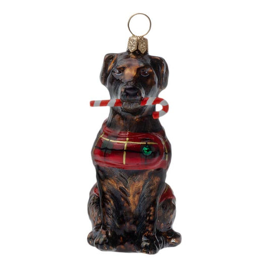 Chocolate Lab w- Candy Cane & Tartan Plaid Coat