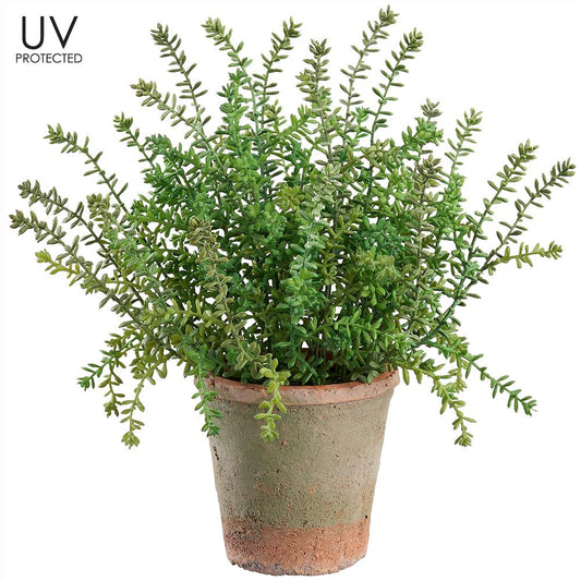 16.5" Sedum in Aged Clay Pot