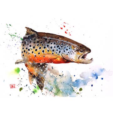 Brown Trout 5x7 Greeting Card