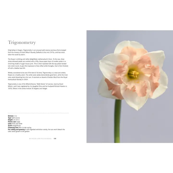 Daffodils: Beautiful Varieties For Home and Garden