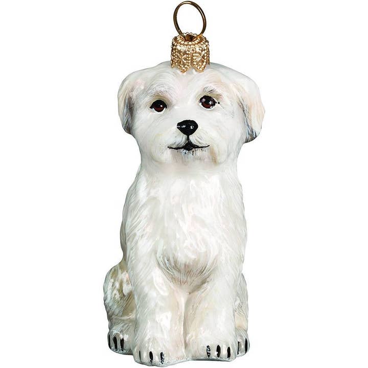 Maltese Puppy, Sitting