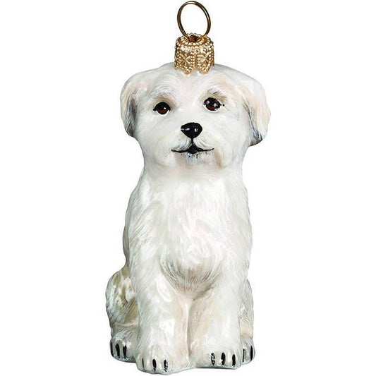 Maltese Puppy, Sitting