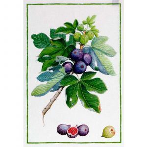 Demetra Fichi Kitchen Towel