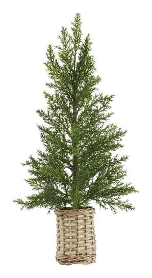 21" Pine/Cedar/Cypress Tree in Basket