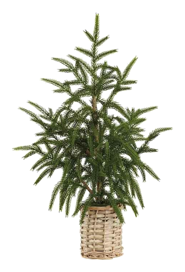 21" Pine/Cedar/Cypress Tree in Basket
