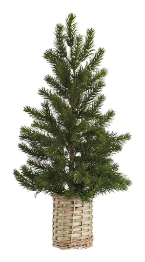 21" Pine/Cedar/Cypress Tree in Basket